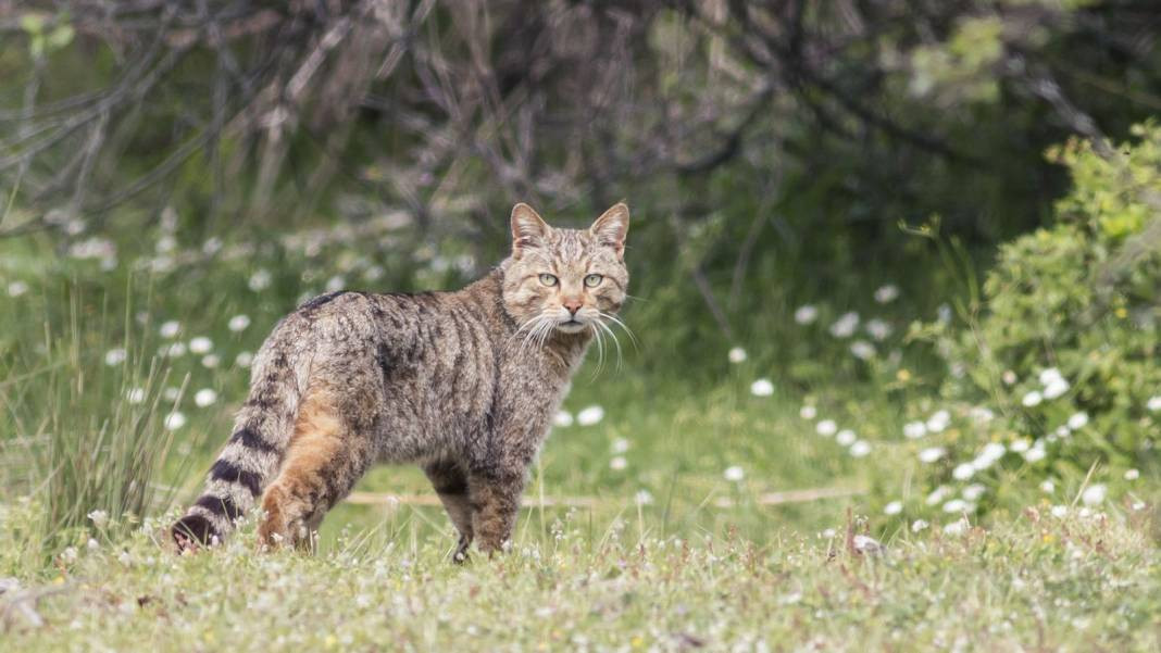 Anadolu Parsını avlayanlar yandı! Cezası 30 milyon lira - Resim: 29
